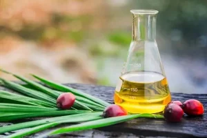 olio di palmisti olio di palmisti