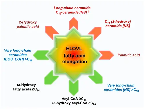 ELOVL ELOVL