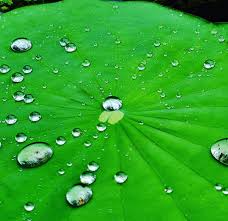 Nelumbo nucifera