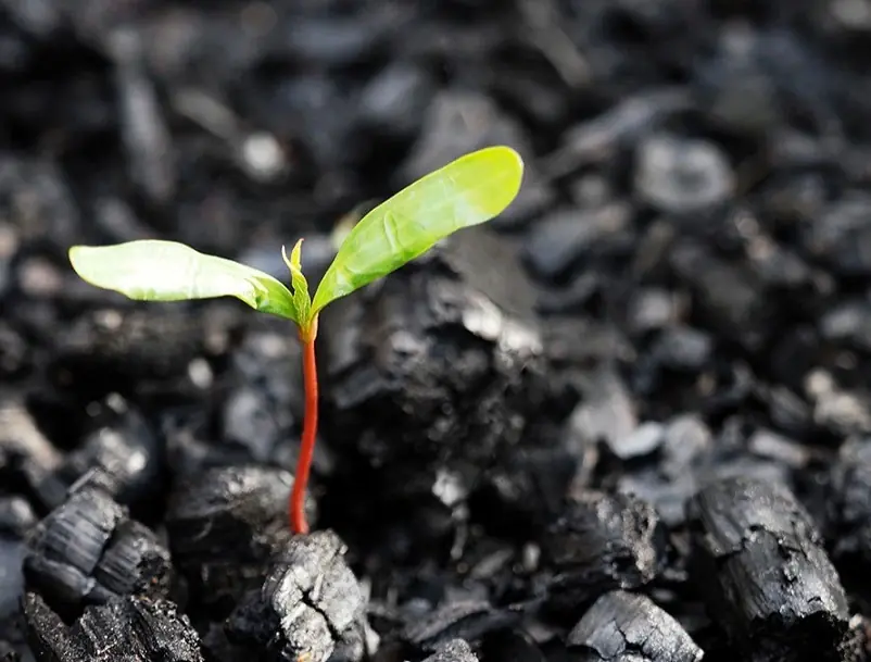 biochar