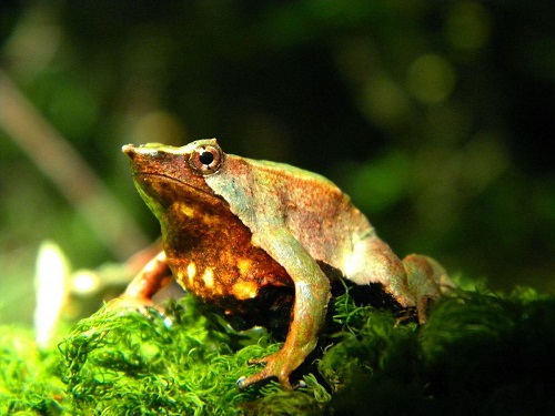Rhinoderma rufum