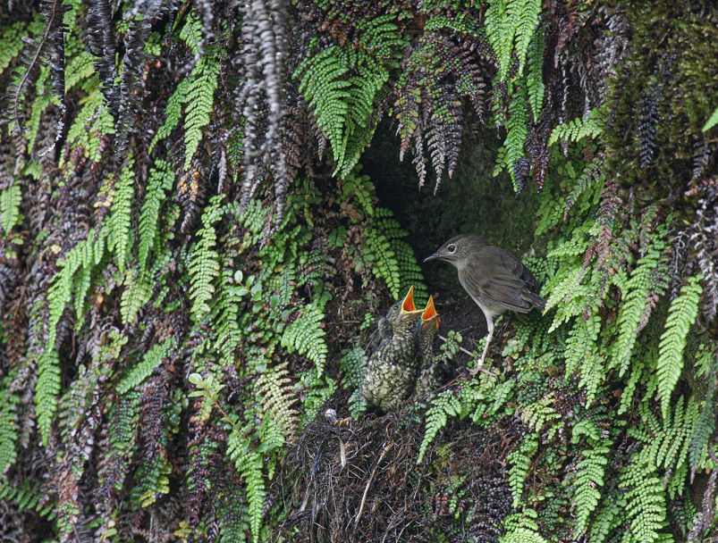 bioacustica