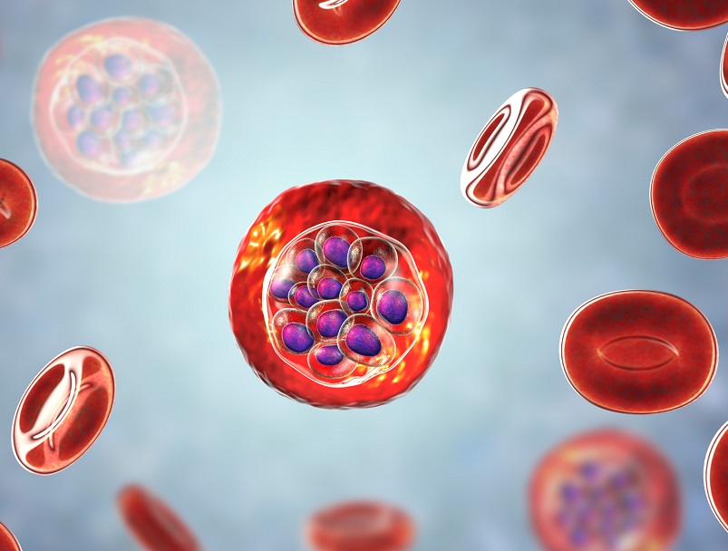 metabolismo energetico