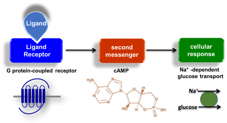 recettori della trasduzione del segnale cellulare