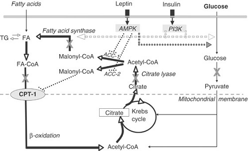substrati della lipogenesi