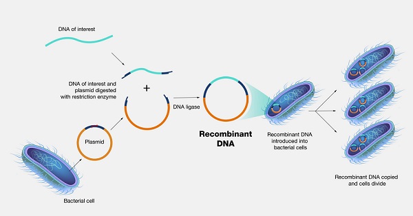 tecnologia del DNA ricombinante