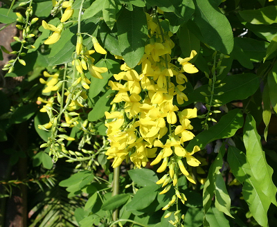 Laburnum anagyroides