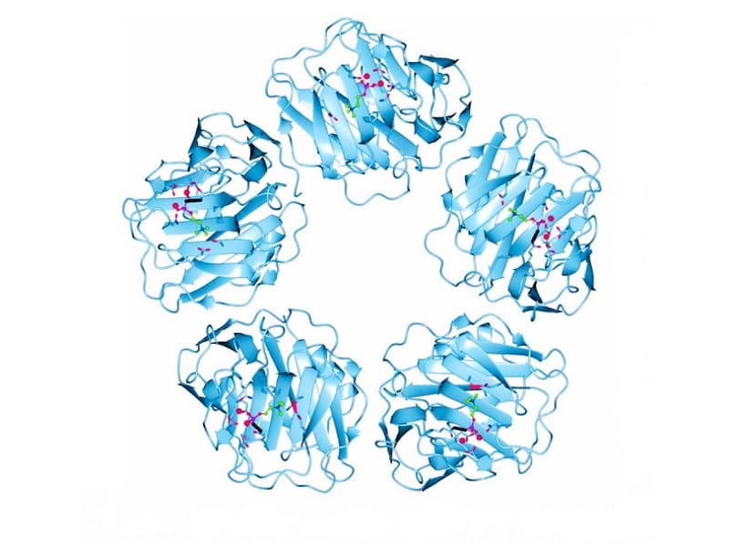 Proteina C-reattiva