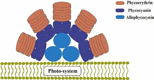 Struttura-delle-ficobiliproteine