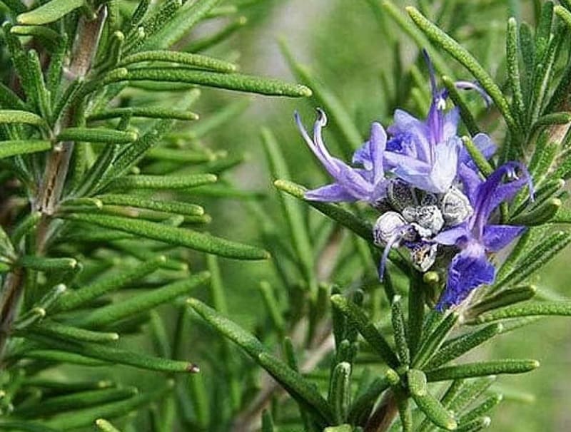 acido carnosico
