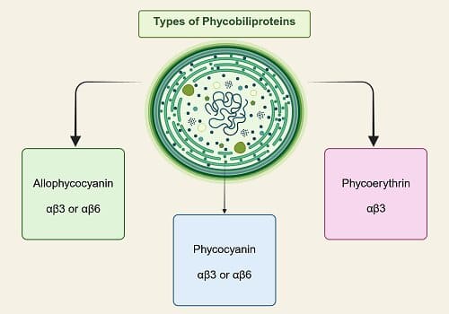 classificazione delle ficobiliproteine