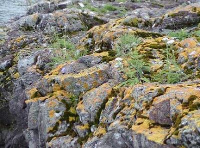 degradazione meteorica biologica