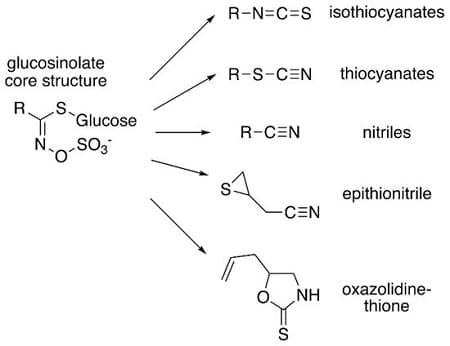 glucosinolati e prodotti di idrolisi