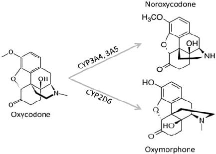 metaboliti