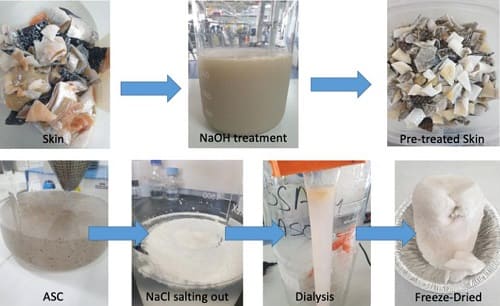 Produzione del collagene idrolizzato