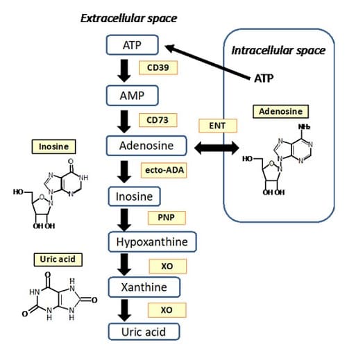 Produzione e metabolismo dell'adenosina extracellulare