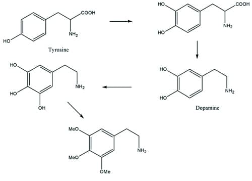 biosintesi