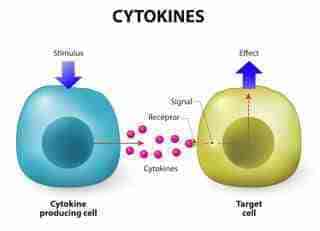 citochine