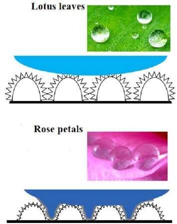 effetto loto e effetto petalo di rosa
