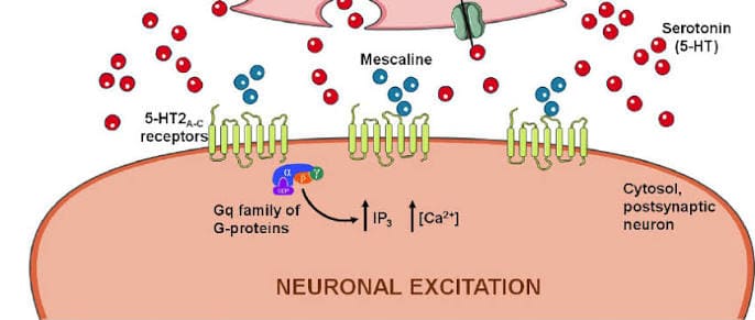 meccanismo di azione della mescalina