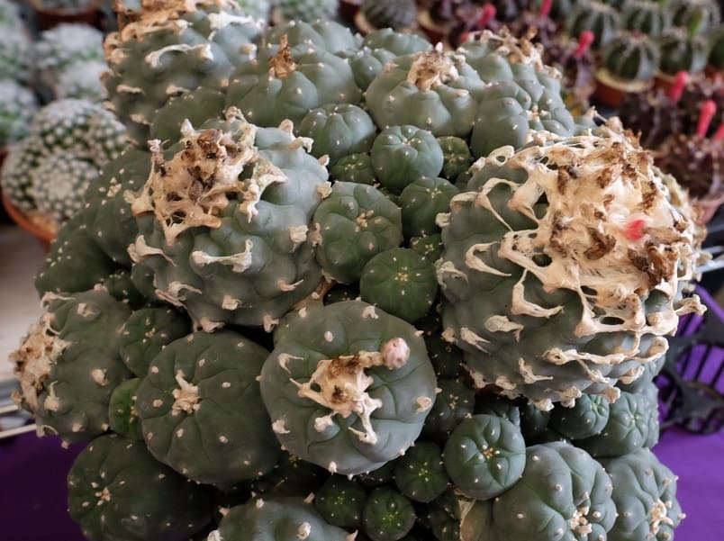 mescalina cactus peyote