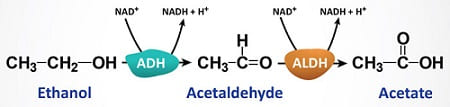 metabolismo dell'alcol
