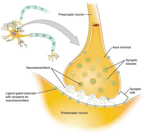 neurotrasmettitori
