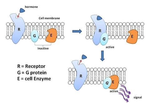 proteine G