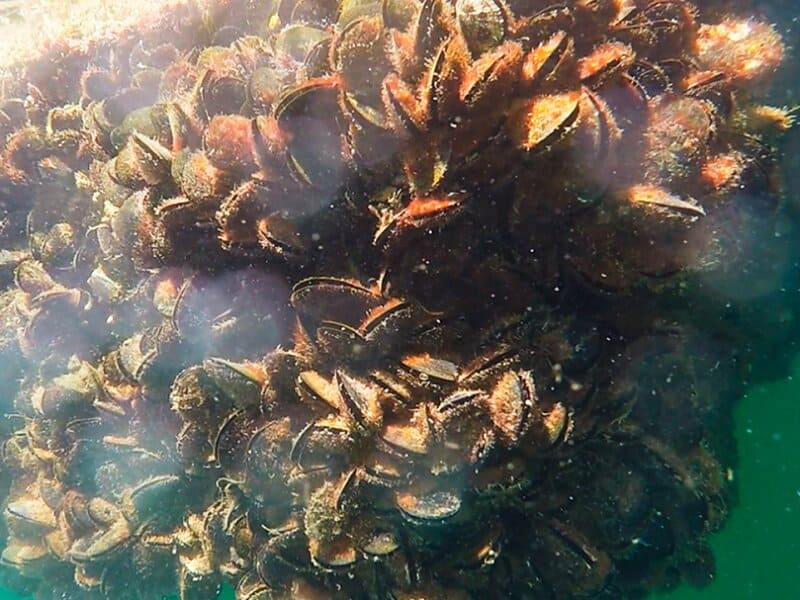 biofouling