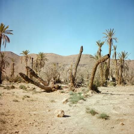 cambiamento climatico e scomparsa delle oasi
