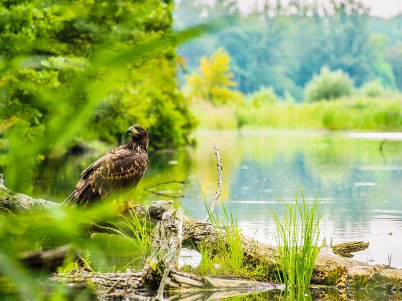 corridoi ecologici