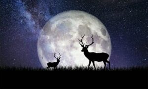 origine del nome della Luna del cervo