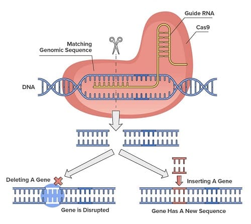 CRISPR
