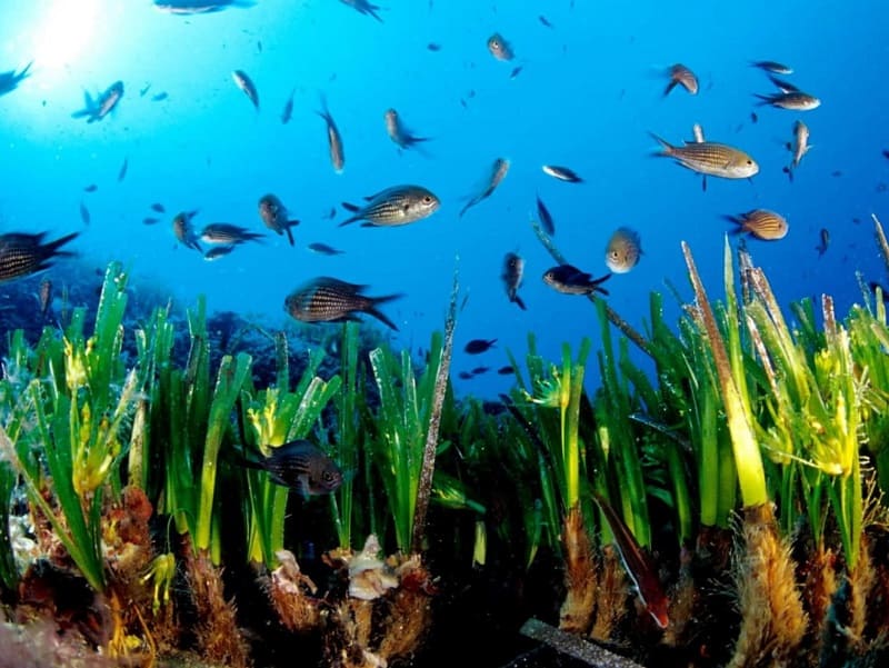 Posidonia oceanica