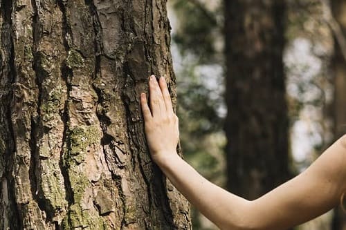 aspetti sensoriali del Forest bathing