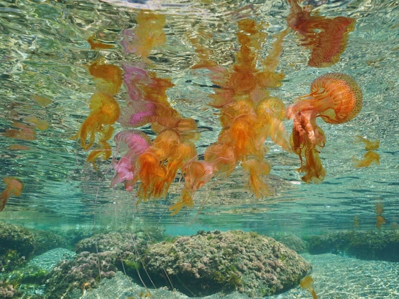 aumento delle meduse nel Mediterraneo