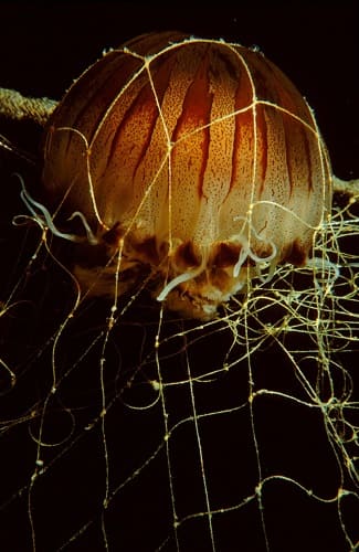 conseguenze sulla pesca dell'aumento delle meduse