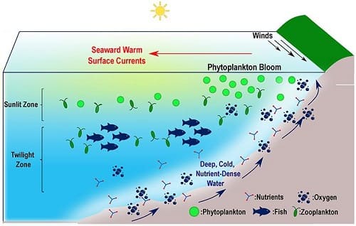 correnti marine e ecosistemi