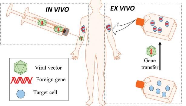 in vivo, ex vivo