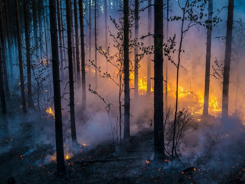 incendi boschivi