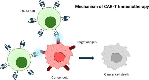 meccanismo della terapia CAR-T
