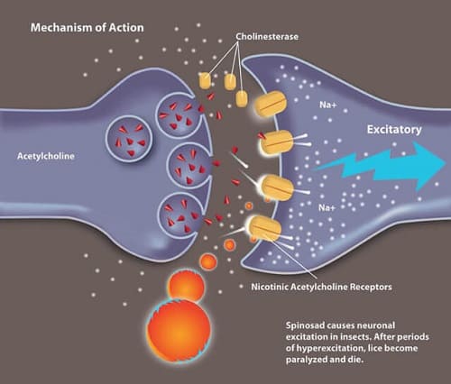 meccanismo di azione dello spinosad