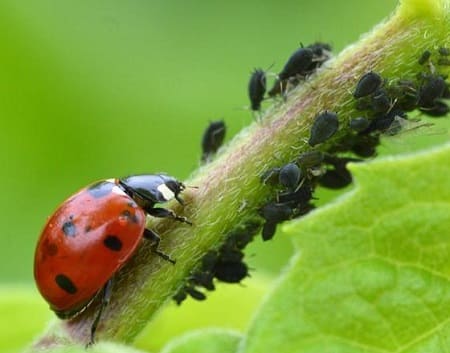 organismi utili nella difesa integrata delle colture