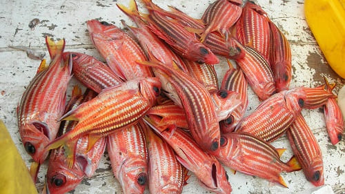 specie invasive e tropicalizzazione del Mediterraneo
