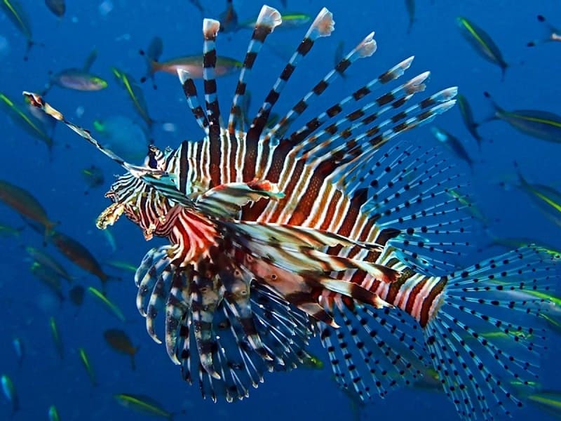 tropicalizzazione del Mediterraneo