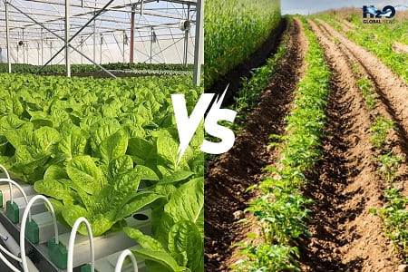 agricoltura idroponica e agricoltura tradizionale
