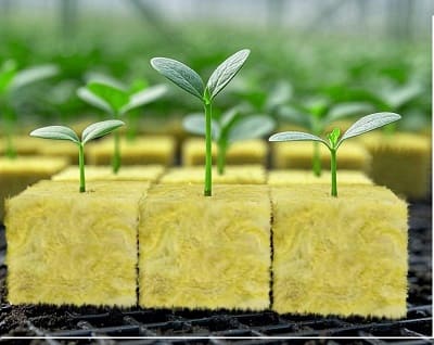 applicazioni della lana di roccia nell'agricoltura idroponica