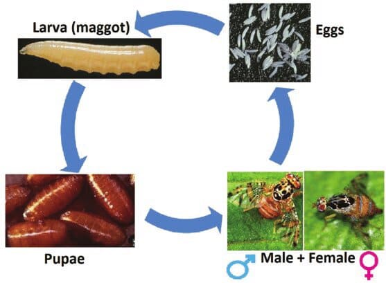 ciclo biologico