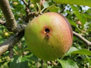 come riconoscere una infestazione