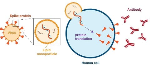 meccanismo di azione dei vaccini a mRNA